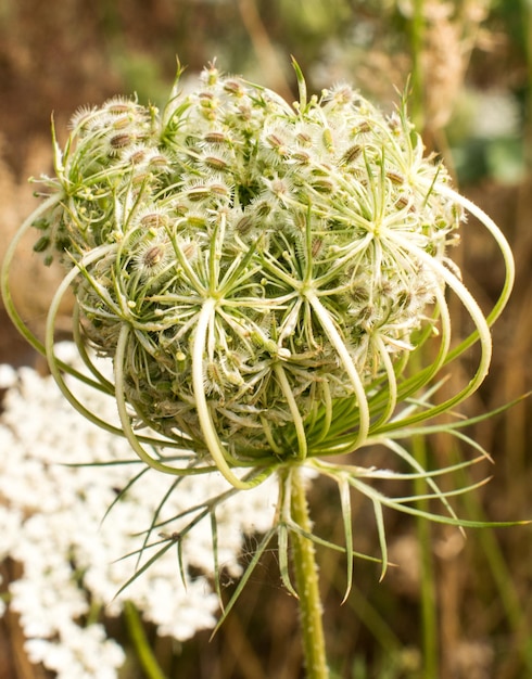 Photo vue rapprochée d'une plante à fleurs