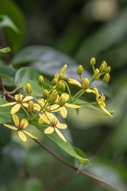 Photo vue rapprochée d'une plante à fleurs