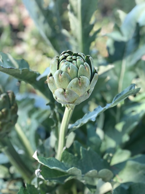 Photo vue rapprochée d'une plante à fleurs