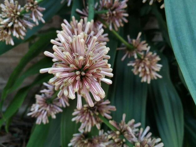 Vue rapprochée d'une plante à fleurs