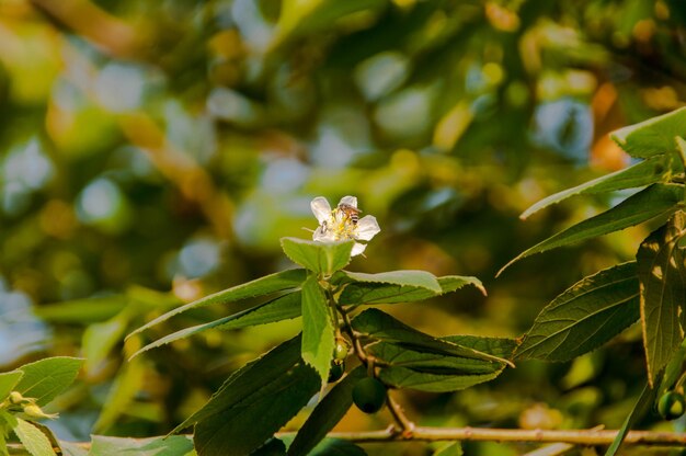 Photo vue rapprochée d'une plante à fleurs