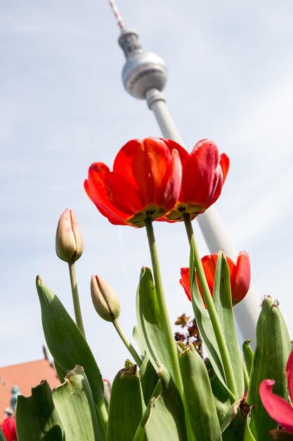 Photo vue rapprochée d'une plante à fleurs