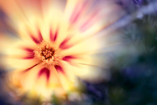 Photo vue rapprochée d'une plante à fleurs