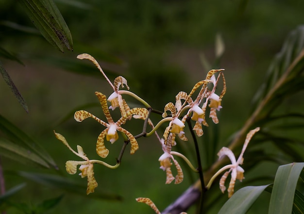 Photo vue rapprochée d'une plante à fleurs