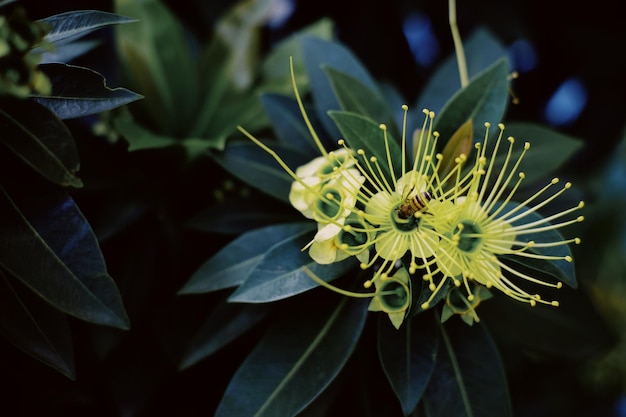 Photo vue rapprochée d'une plante à fleurs