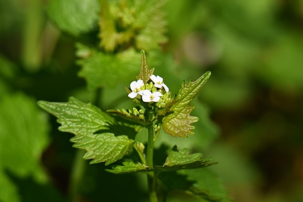 Vue rapprochée d'une plante à fleurs