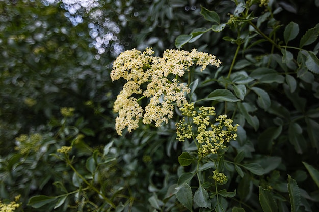 Photo vue rapprochée d'une plante à fleurs