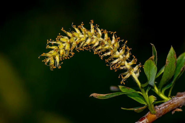 Photo vue rapprochée d'une plante à fleurs