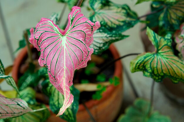 Photo vue rapprochée d'une plante à fleurs