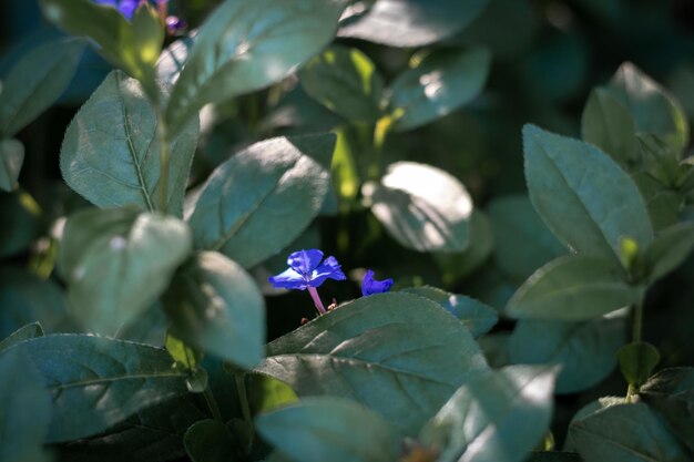 Photo vue rapprochée d'une plante à fleurs