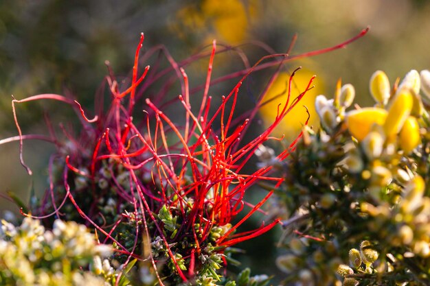 Vue rapprochée d'une plante à fleurs