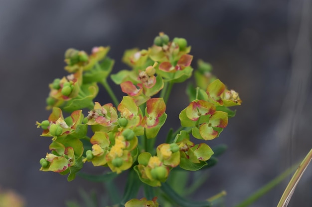 Photo vue rapprochée d'une plante à fleurs