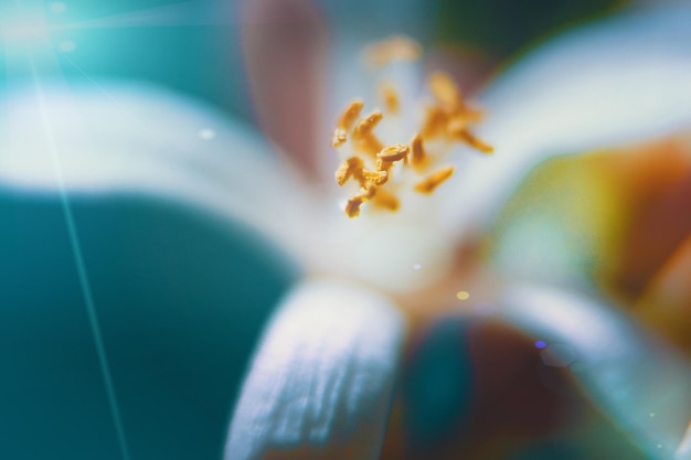 Photo vue rapprochée d'une plante à fleurs