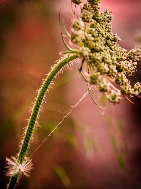 Vue rapprochée d'une plante à fleurs