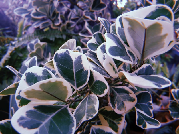 Photo vue rapprochée d'une plante à fleurs