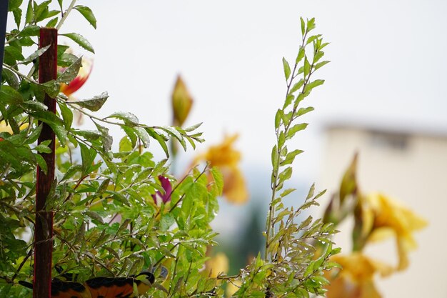 Vue rapprochée d'une plante à fleurs