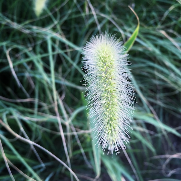 Photo vue rapprochée d'une plante à fleurs