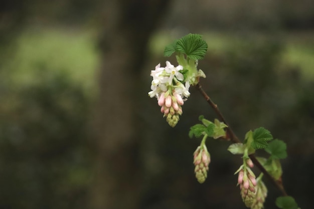 Photo vue rapprochée d'une plante à fleurs