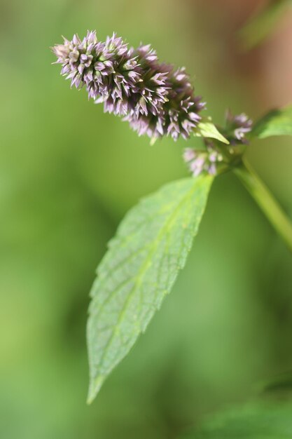 Photo vue rapprochée d'une plante à fleurs