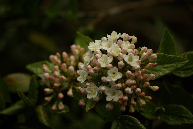 Vue rapprochée d'une plante à fleurs