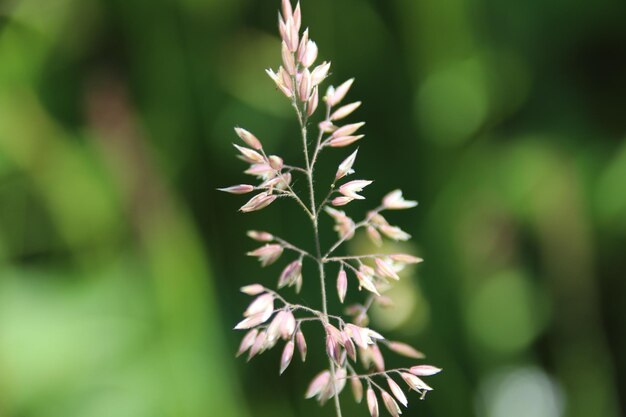 Vue rapprochée d'une plante à fleurs