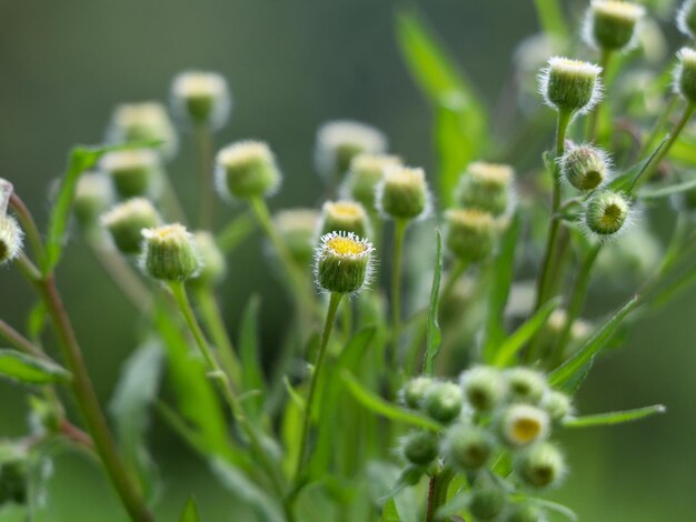 Vue rapprochée d'une plante à fleurs