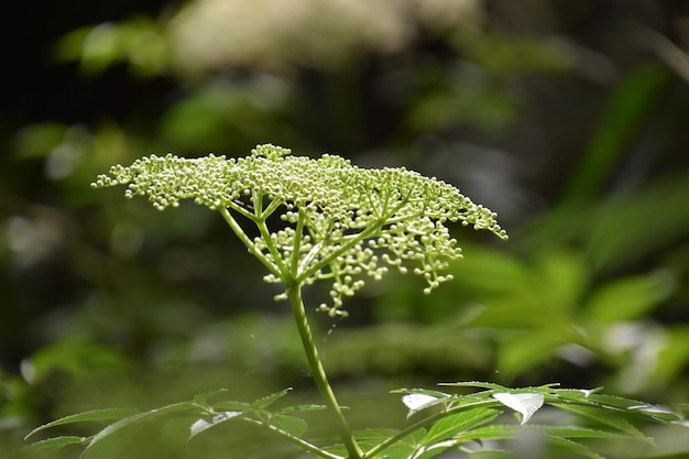 Photo vue rapprochée d'une plante à fleurs