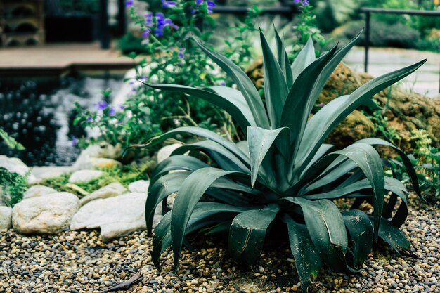 Photo vue rapprochée d'une plante à fleurs