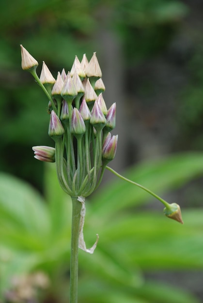 Photo vue rapprochée d'une plante à fleurs