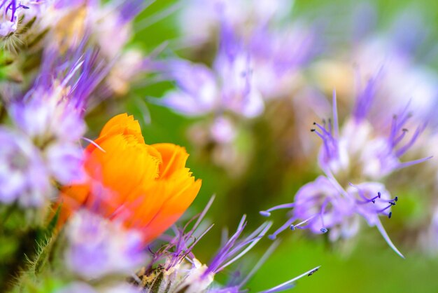 Photo vue rapprochée d'une plante à fleurs