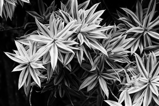 Photo vue rapprochée d'une plante à fleurs