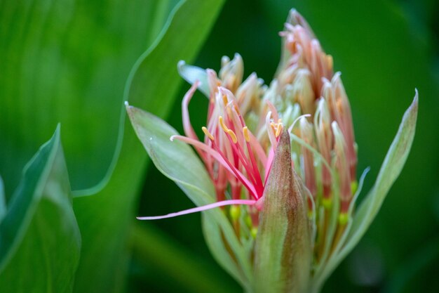 Photo vue rapprochée d'une plante à fleurs