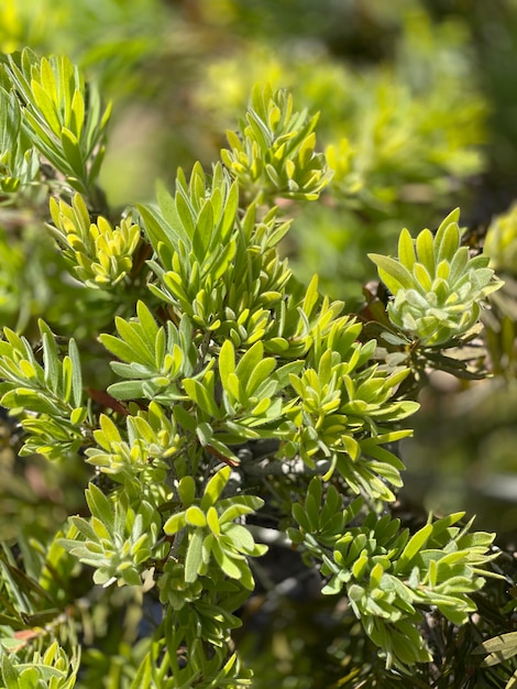 Photo vue rapprochée d'une plante à fleurs