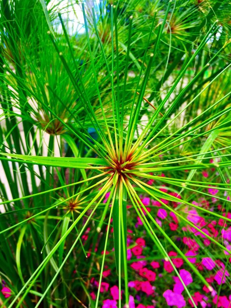 Photo vue rapprochée d'une plante à fleurs