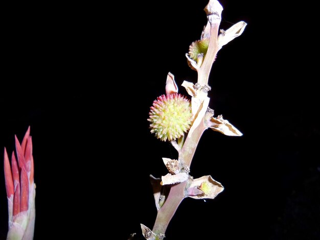 Photo vue rapprochée d'une plante fraîche sur un fond noir