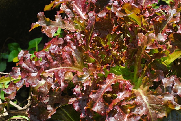 Photo vue rapprochée d'une plante de laitue