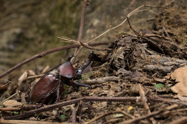 Vue rapprochée d'une plante morte sur terre