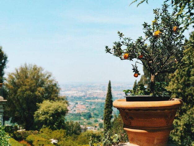 Photo vue rapprochée d'une plante en pot contre des arbres