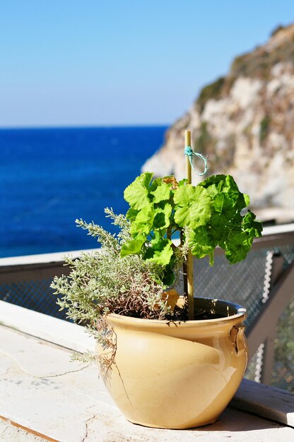 Photo vue rapprochée d'une plante en pot contre la mer