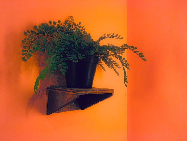 Photo vue rapprochée d'une plante en pot contre un mur orange