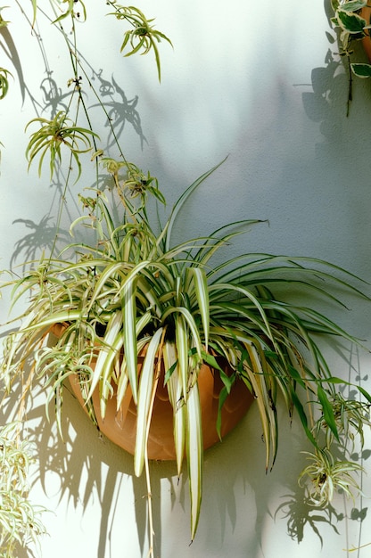 Photo vue rapprochée d'une plante en pot contre le mur