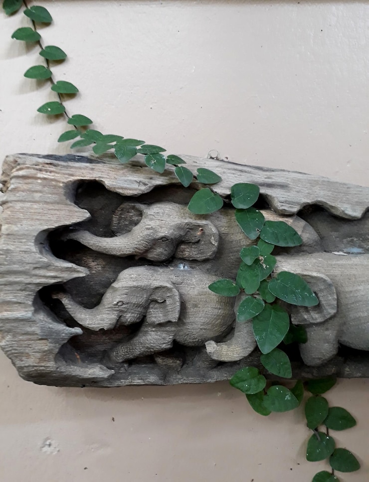 Photo vue rapprochée d'une plante en pot contre le mur