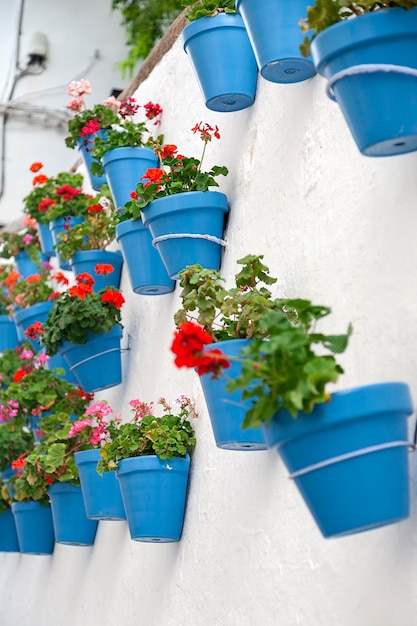 Vue rapprochée d'une plante en pot contre le mur