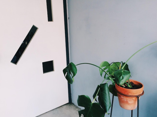 Vue rapprochée d'une plante en pot contre le mur