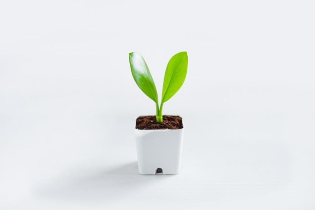 Photo vue rapprochée d'une plante en pot sur un fond blanc