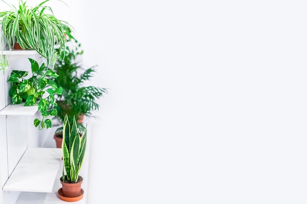 Photo vue rapprochée d'une plante en pot sur un fond blanc