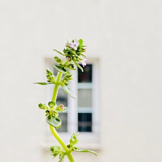 Vue rapprochée d'une plante en pot sur un fond blanc