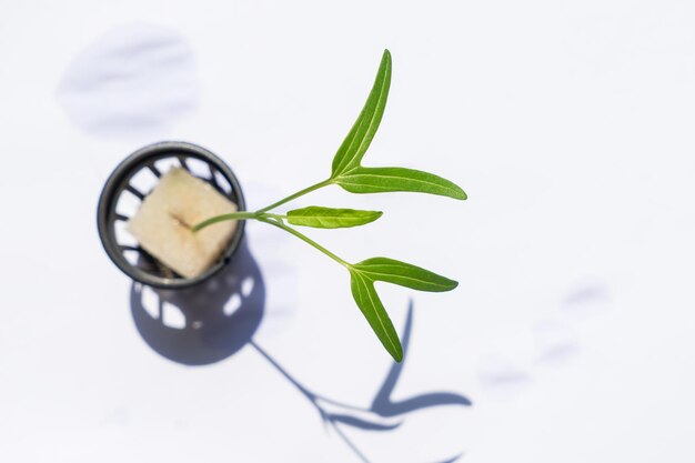 Photo vue rapprochée d'une plante en pot sur un fond blanc