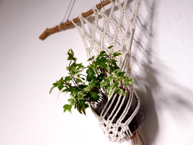 Photo vue rapprochée d'une plante en pot sur un fond blanc