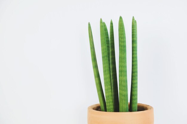 Photo vue rapprochée d'une plante en pot sur un fond blanc